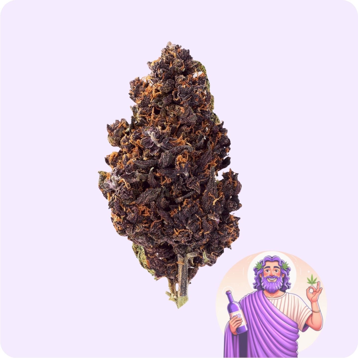 Purple de Dionysos 🍇 Fleur de CBD